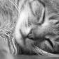 Chats