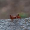 _DSC0989