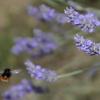 Macro