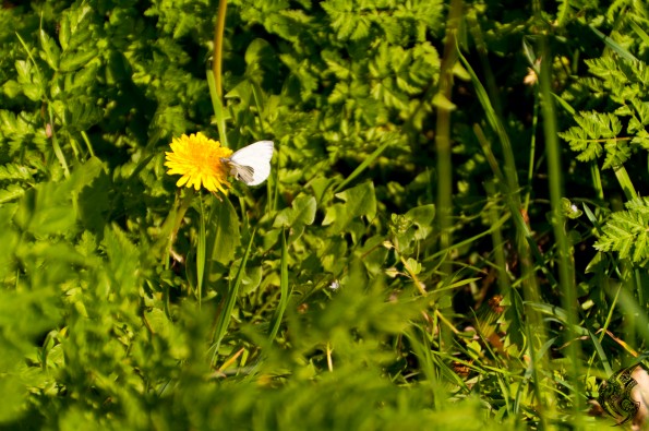 _DSC0103