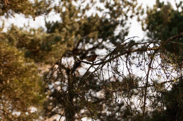 _DSC0058