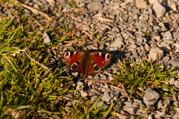 _DSC0095