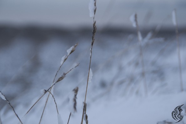 DSC_0141