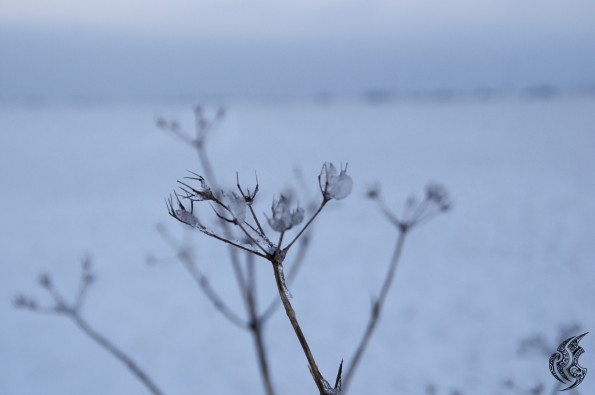 DSC_0170