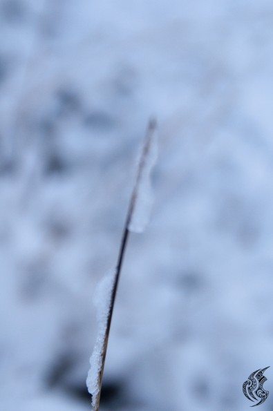 DSC_0140