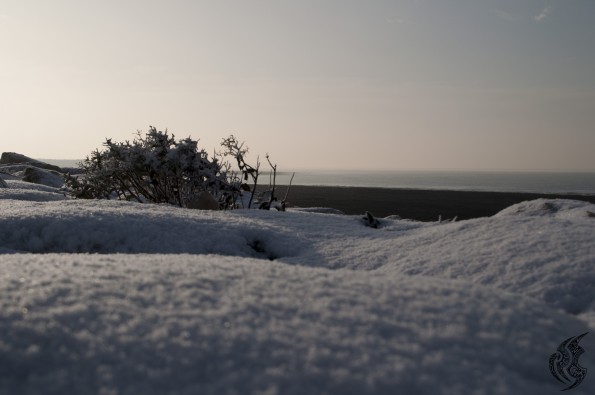 DSC_0375_1